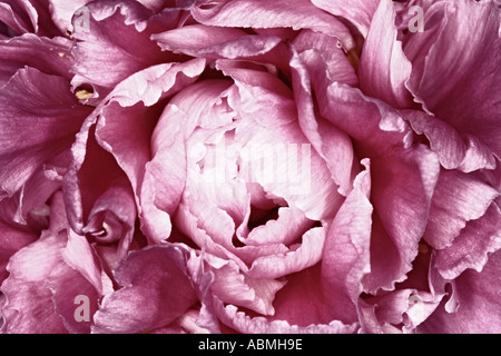 Pétales de rose rose Banque D'Images