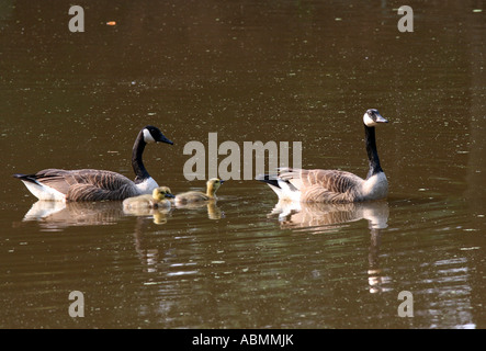 Les deux parents et leurs oies oisons de la natation. Banque D'Images