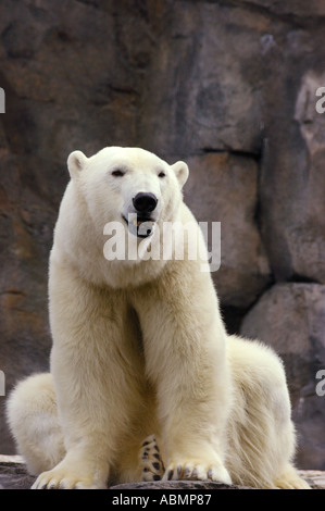 L'Alaska, Anchorage, Alaska, l'ours polaire Zoo Banque D'Images