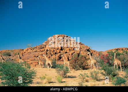 Troupeau de sept des girafe et un éperon rocheux Parc National d'Augrabies Falls North Cape Afrique du Sud Banque D'Images