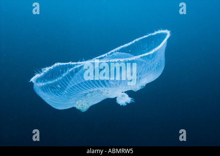 L'île de Jeju n'Munsom méduses de la Corée du Sud ou de la mer de l'Est Mer du Japon Banque D'Images