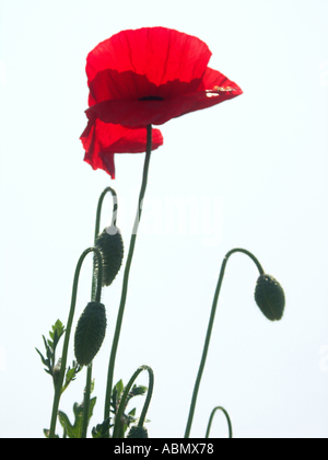 Coquelicot Papaver rhoeas monter au ciel dans un pays traditionnel jardin mur Angleterre Worcestershire Banque D'Images