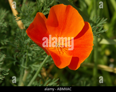 Eschscholzia californica pavot en le lit de la fleur d'un jardin mural Angleterre Worcestershire Banque D'Images