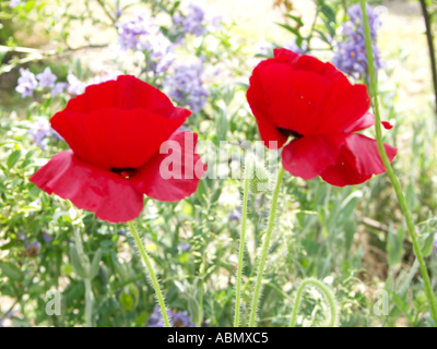 Coquelicot Papaver rhoeas de fleurs sauvages dans l'arrière-plan dans un jardin mural Angleterre Worcestershire Banque D'Images