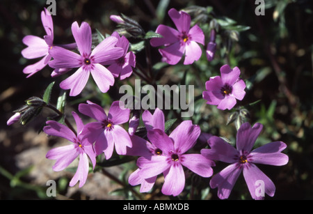 Fleurs de Montagne dans la région de Hokkaido au Japon Banque D'Images