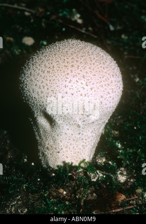 Puff ball-champignon, Lycoperdon perlatum Banque D'Images