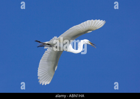 Grande Aigrette en vol des oiseaux adultes arrivant sur la terre Banque D'Images