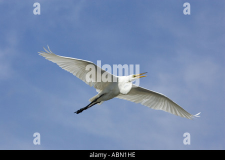 Grande Aigrette en vol des oiseaux adultes appelant Banque D'Images