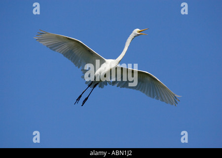 Grande Aigrette en vol des oiseaux adultes tout en appelant à venir à la terre Banque D'Images