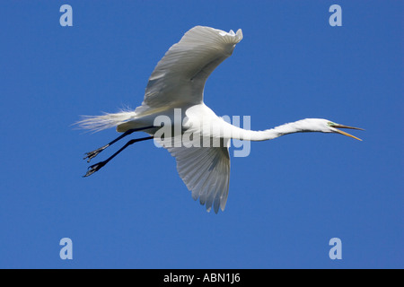 Grande Aigrette en vol des oiseaux adultes tout en appelant à venir à la terre Banque D'Images