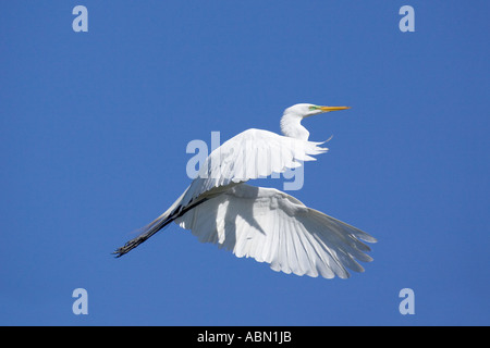 Grande Aigrette en vol des oiseaux adultes Banque D'Images