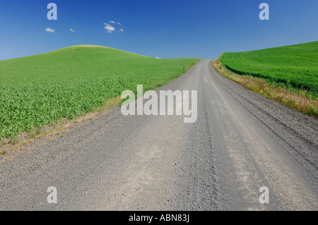 Route de gravier à travers des champs de blé, près de Colfax, Région de Palouse, Whitman Pays, USA Banque D'Images