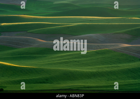 Vue de Steptoe Butte, Région de Palouse, Whitman County, Washington, USA Banque D'Images