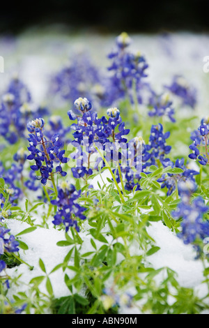 Bluebonnets gelés dans la neige, Texas Hill Country, Texas, États-Unis Banque D'Images