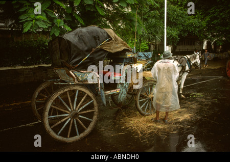 L'Inde Maharashtra Mumbai Bombay Colaba mousson cheval Victoria dans la pluie Banque D'Images