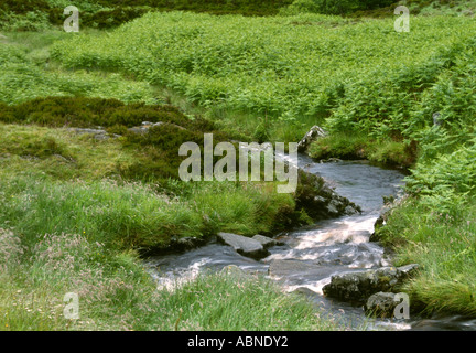 Ecosse Highlands Achray Trossachs Forest stream circulant dans un paysage luxuriant Banque D'Images