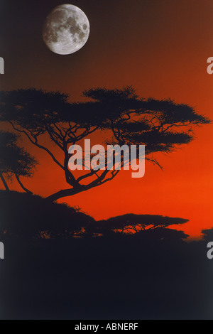 MOON OVER SILHOUETTÉ ACACIA DANS LE PARC NATIONAL DE Masai Mara KENYA AFRIQUE Banque D'Images