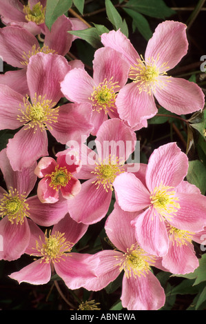 Clematis montana var. rubens, rose fleurs, plantes jardin d'escalade Banque D'Images