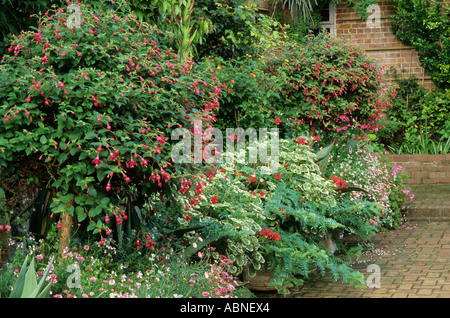 Conteneurs sur Patio de brique Fuchsia East Ruston Banque D'Images