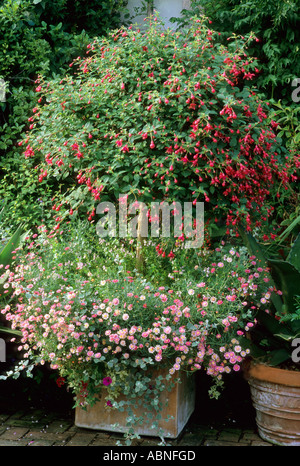 Fuchsia, conteneurs, patio en briques, East Ruston Banque D'Images