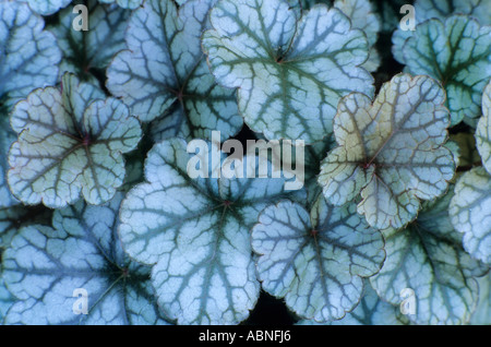 Heuchera 'Silver Scrolls', de l'alun, racine plante, la couverture du sol, heucheras, jardin plantes Banque D'Images