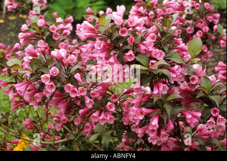 Weigela florida Foliis Purpureis Banque D'Images