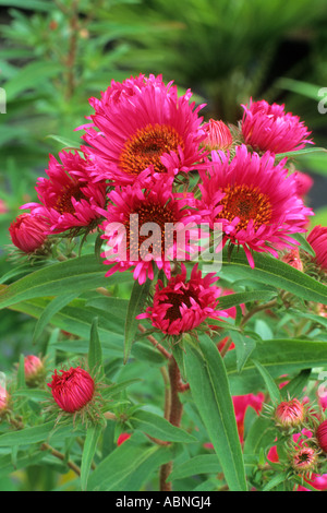 Aster novae-angliae 'Andenken un Alma potschke', rouge Michaelmas Daisy asters marguerites Banque D'Images