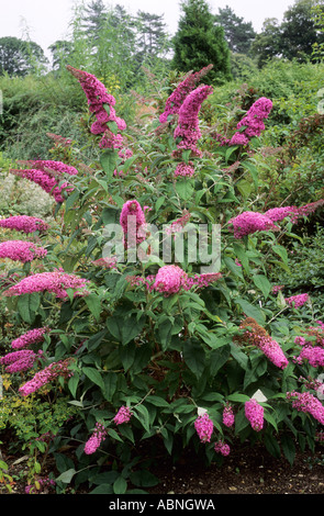 Buddleia 'Pink Delight', l'ensemble de l'arbuste, arbre aux papillons, fleurs roses, Buddleja buddlejas Banque D'Images