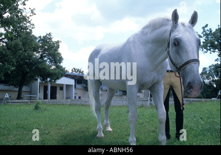 Cheval lipizzan et gestionnaire au haras de Lipica près de Sezana Slovénie Banque D'Images