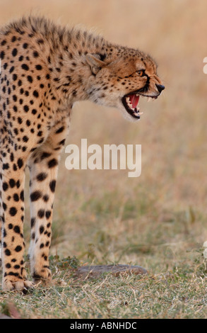 Cheetah snarling Masaii Mara Kenya Banque D'Images