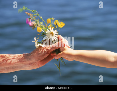 Petit-enfant offrant petit bouquet de fleurs sauvages d'été à grand-mère Banque D'Images