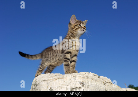 Chaton sur rocher Banque D'Images