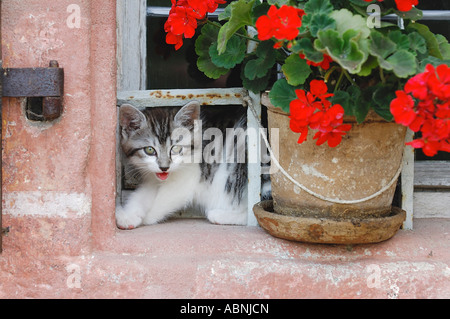 Kitten Looking Out Window Banque D'Images