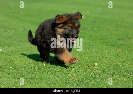 Chiot fonctionnant en prairie Banque D'Images