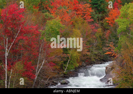 Brook en forêt en automne, l'Ontario, Canada Banque D'Images