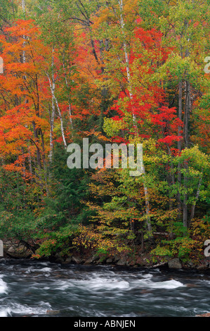 Brook en forêt en automne, l'Ontario, Canada Banque D'Images