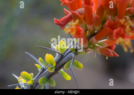 La floraison Cactus Banque D'Images