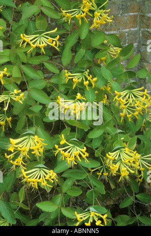 Lonicera tragophylla, mur de briques, fleurs jaunes, le chèvrefeuille, le jardin parfumé plante, chèvrefeuilles grimpeur Banque D'Images