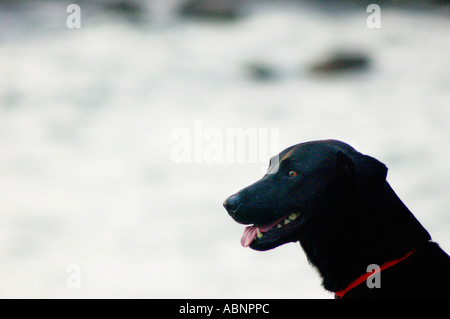 Chien en attente Banque D'Images