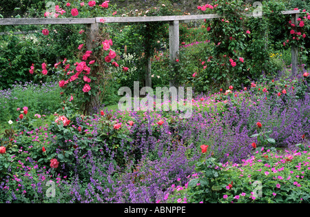 Roses d'escalade sur supports en bois Nepeta Géranium Inverewe Gardens Poolewe Scotland UK Banque D'Images