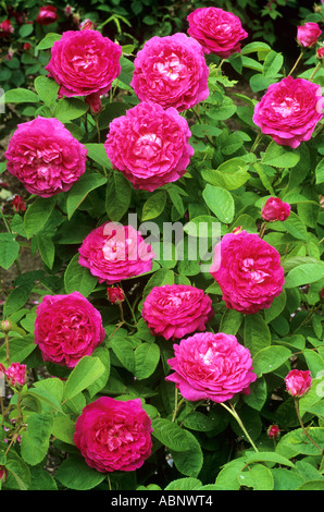 Rosa 'Charles de Mills', rouge rose rose roses Gallica Banque D'Images