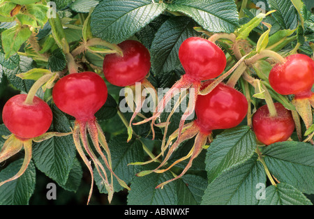 Rosa 'Fru Dagmar Hastrup', les hanches, les baies rouges, automne, Rugosa rose roses d'automne Banque D'Images