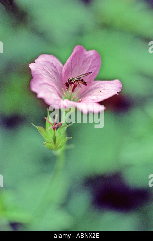 Insecte sur le géranium rose Banque D'Images