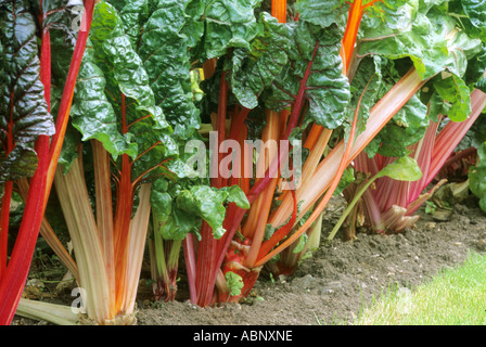 Bettes 'Bright lights', de légumes, de la rhubarbe rouge variétés diverses rhubarbs blettes Banque D'Images