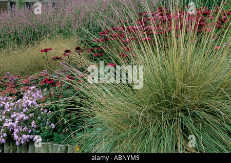 Festuca mairei, échinacée, plantation d'herbacées, soulevée frontière, Pensthorpe jardin du millénaire, Norfolk, Piet Oudolf designer Banque D'Images