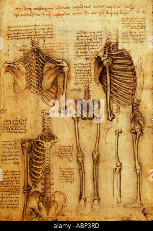 Les études anatomiques de Léonard de Vinci système squelettique Banque D'Images