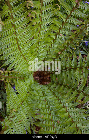 Fougère mâle Dryopteris filix-mas Cornwall UK peut Banque D'Images