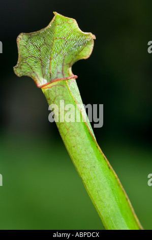 Sweet sarracénie Sarracenia rubra Banque D'Images