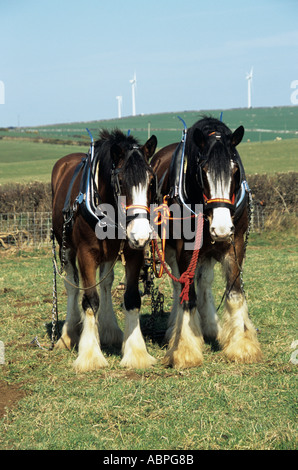 RHOSGOCH CEMAES ISLE OF ANGLESEY Royaume-uni Mars Shire chevaux tirant une vieille charrue à main en concurrence sur le vintage de labour Banque D'Images
