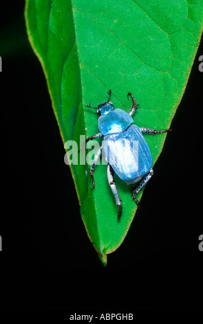 Chafer Beetle azurée, lithographie caerulea. On leaf Banque D'Images